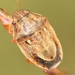 Neottiglossa leporina